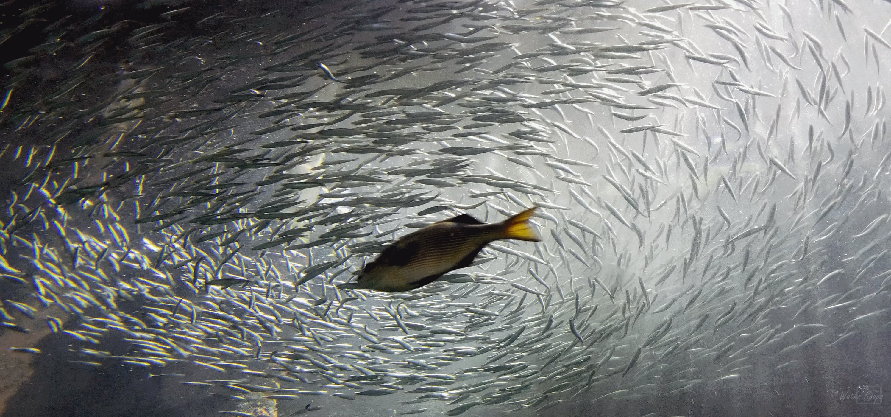 Programming in silence...